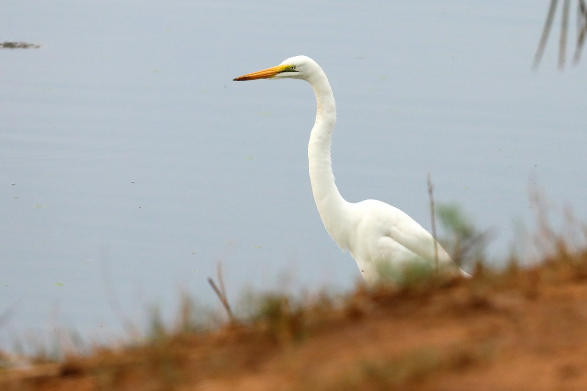 egretthegre - ML645931492