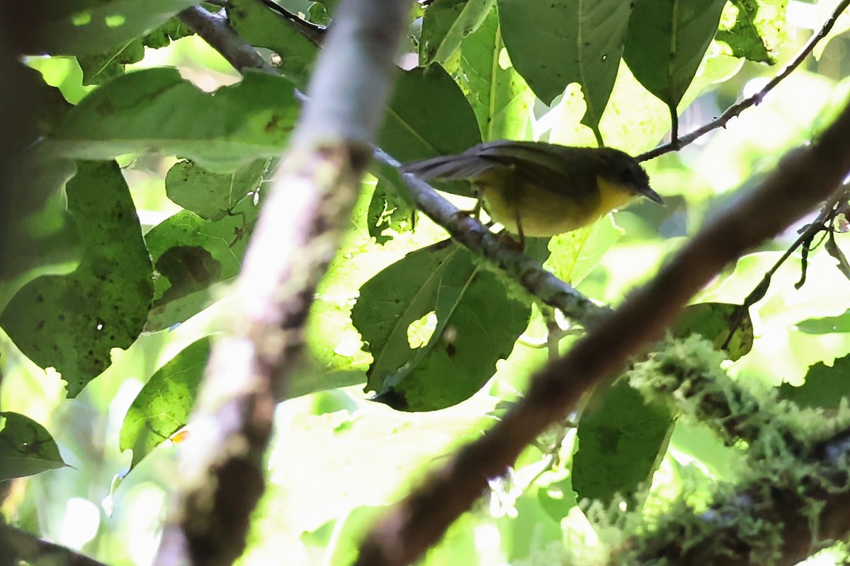 kilestjertsanger - ML645931493