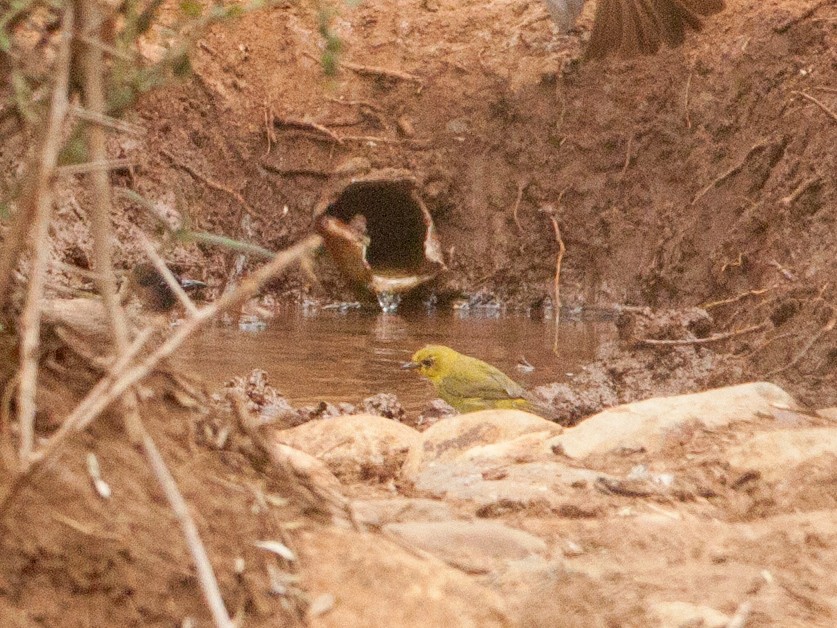 kvitrebrillefugl - ML645931495