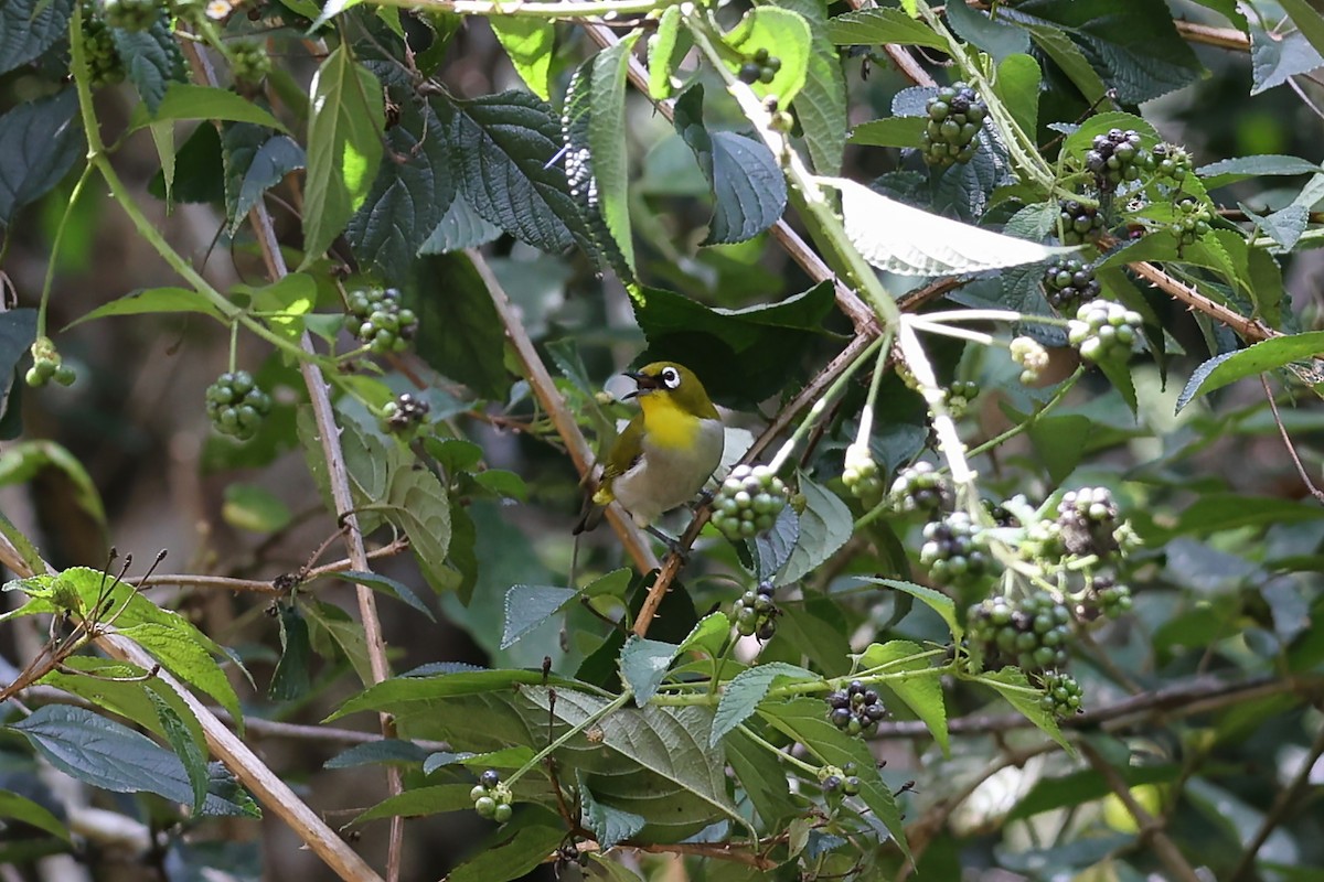 gråbukbrillefugl - ML645931496