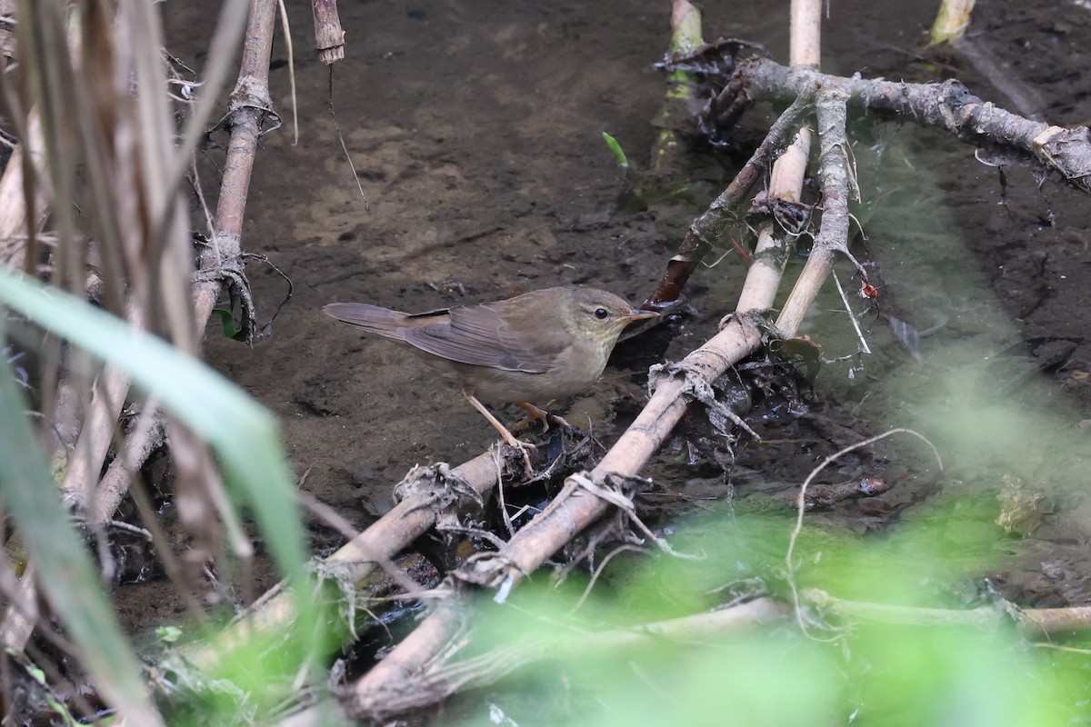 okhotsksanger - ML645931497