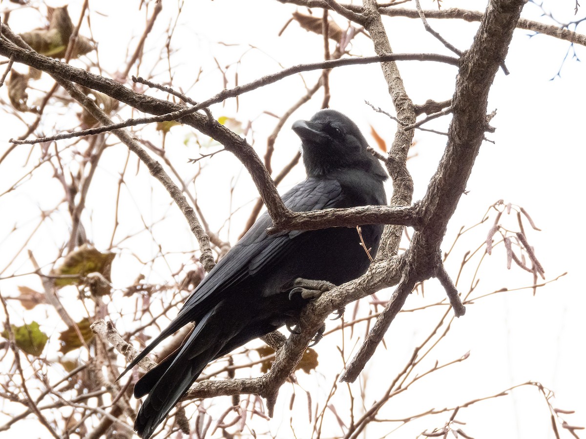 tykknebbkråke - ML645931499