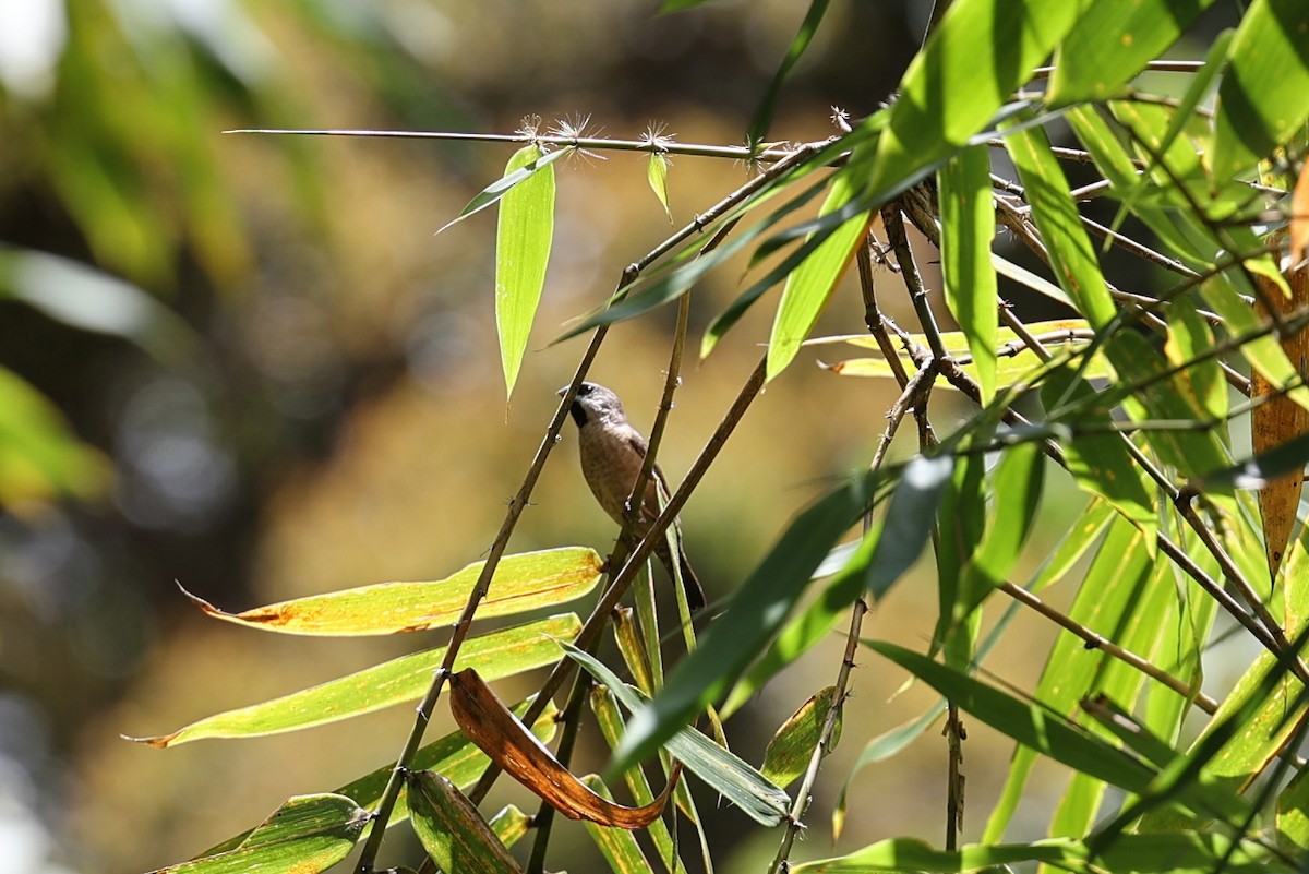 gassermannikin - ML645931500