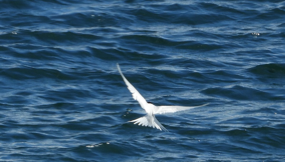 nyzealandterne - ML645931501