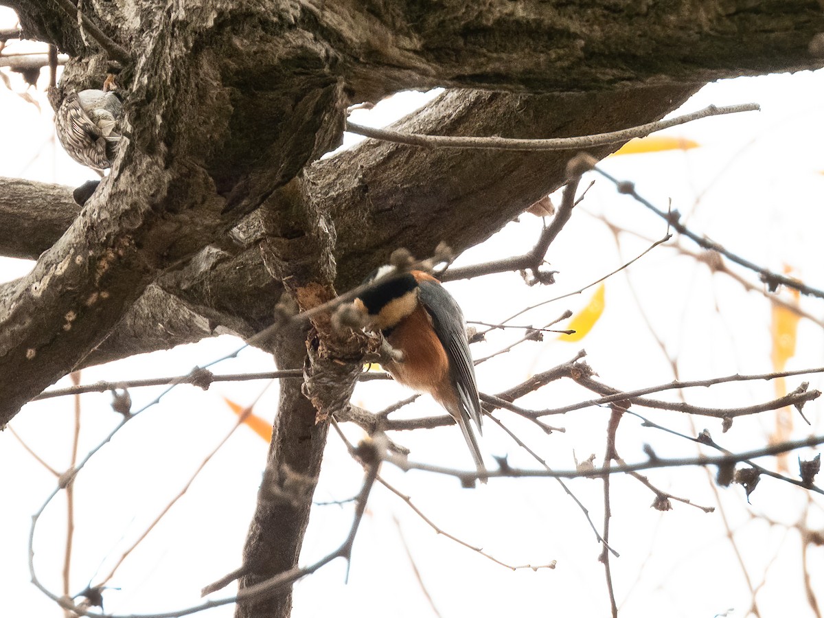 rødmeis - ML645931503