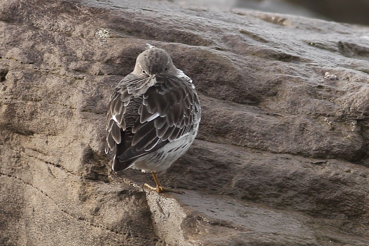 klippesnipe - ML645931505