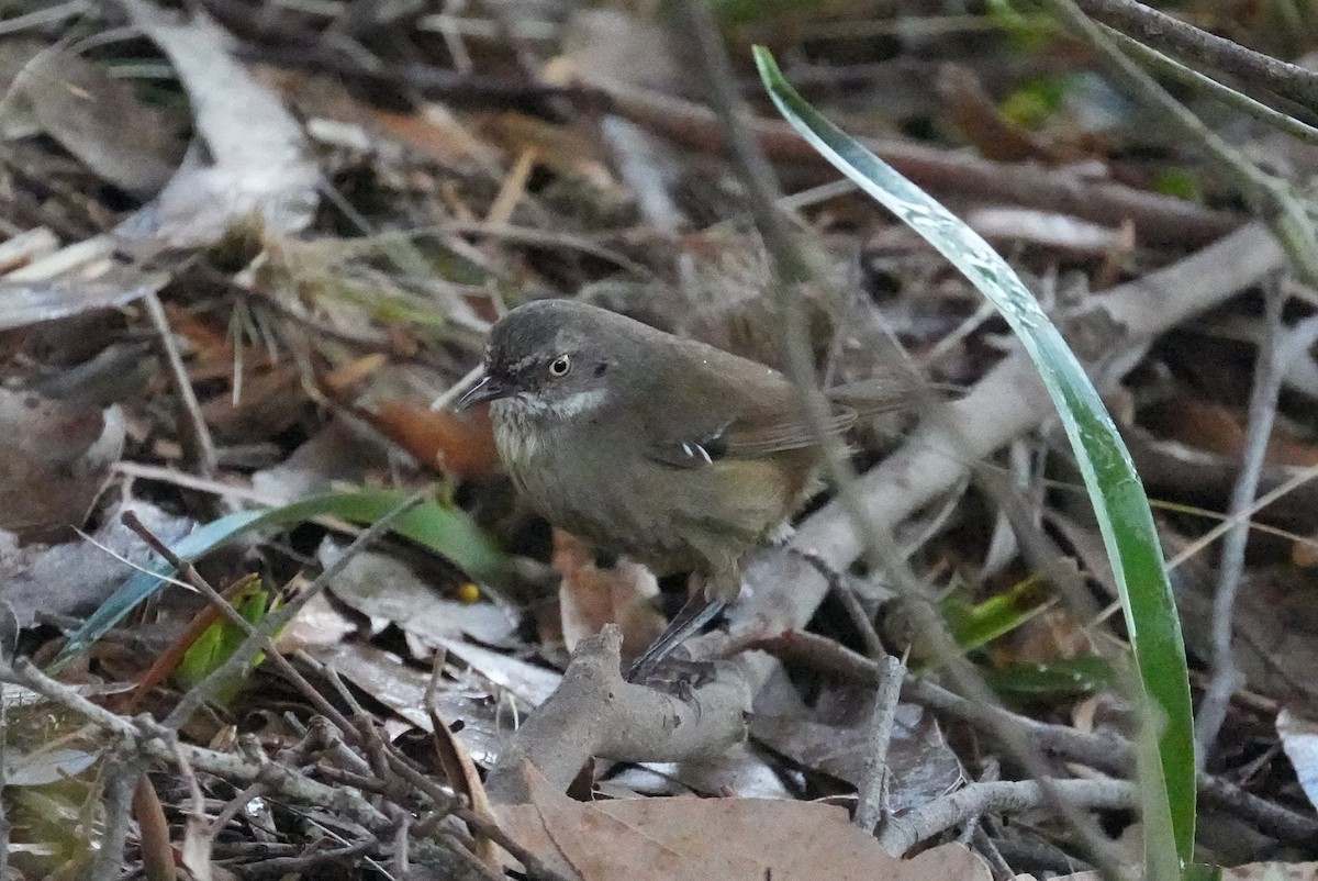 tasmankrattsmett - ML645931506