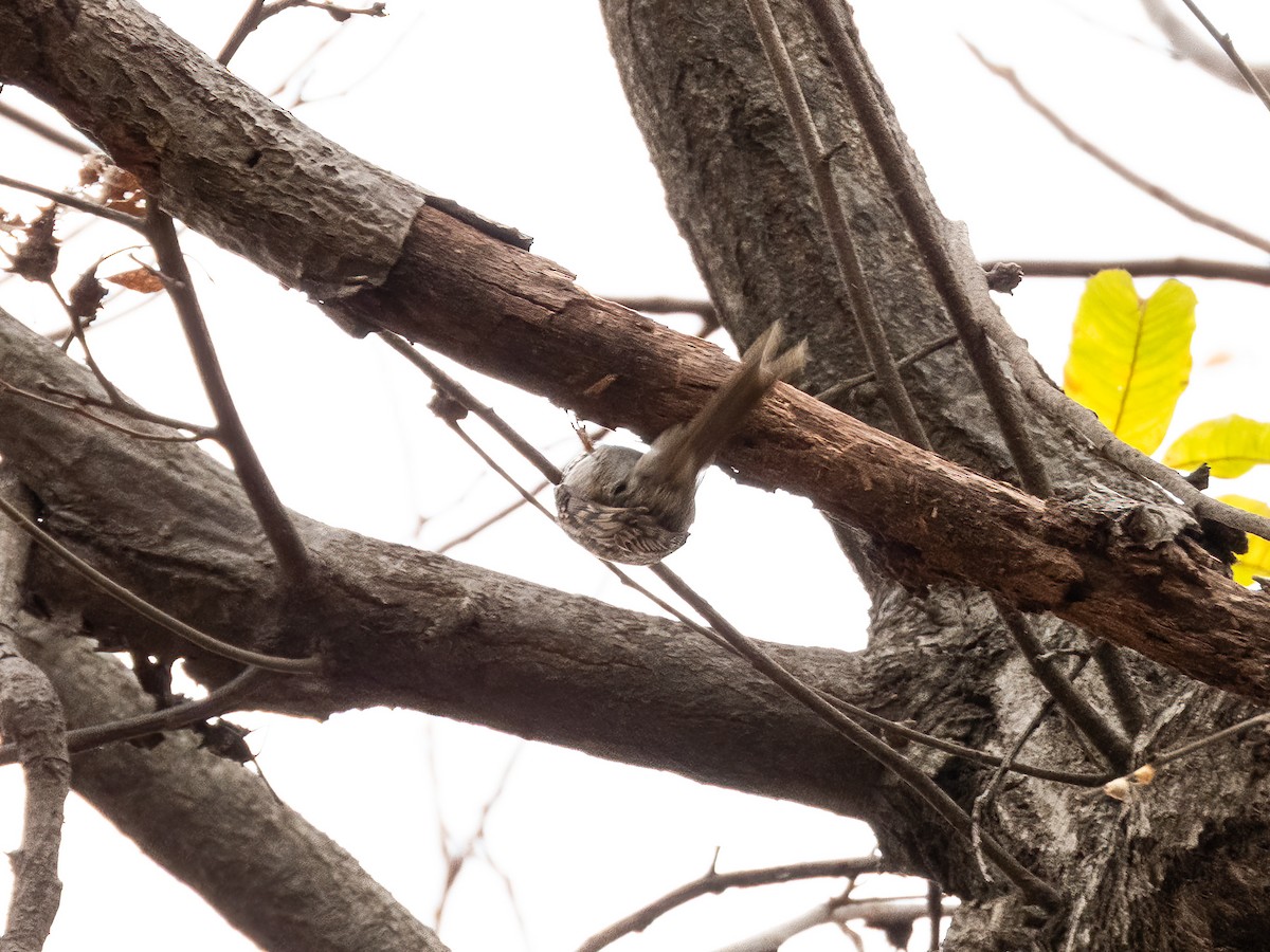 trekryper - ML645931507