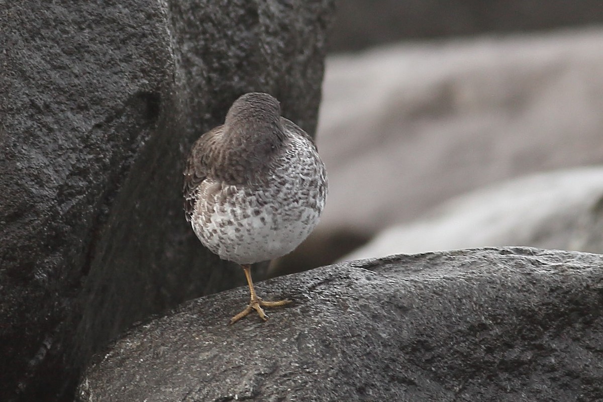 klippesnipe - ML645931509