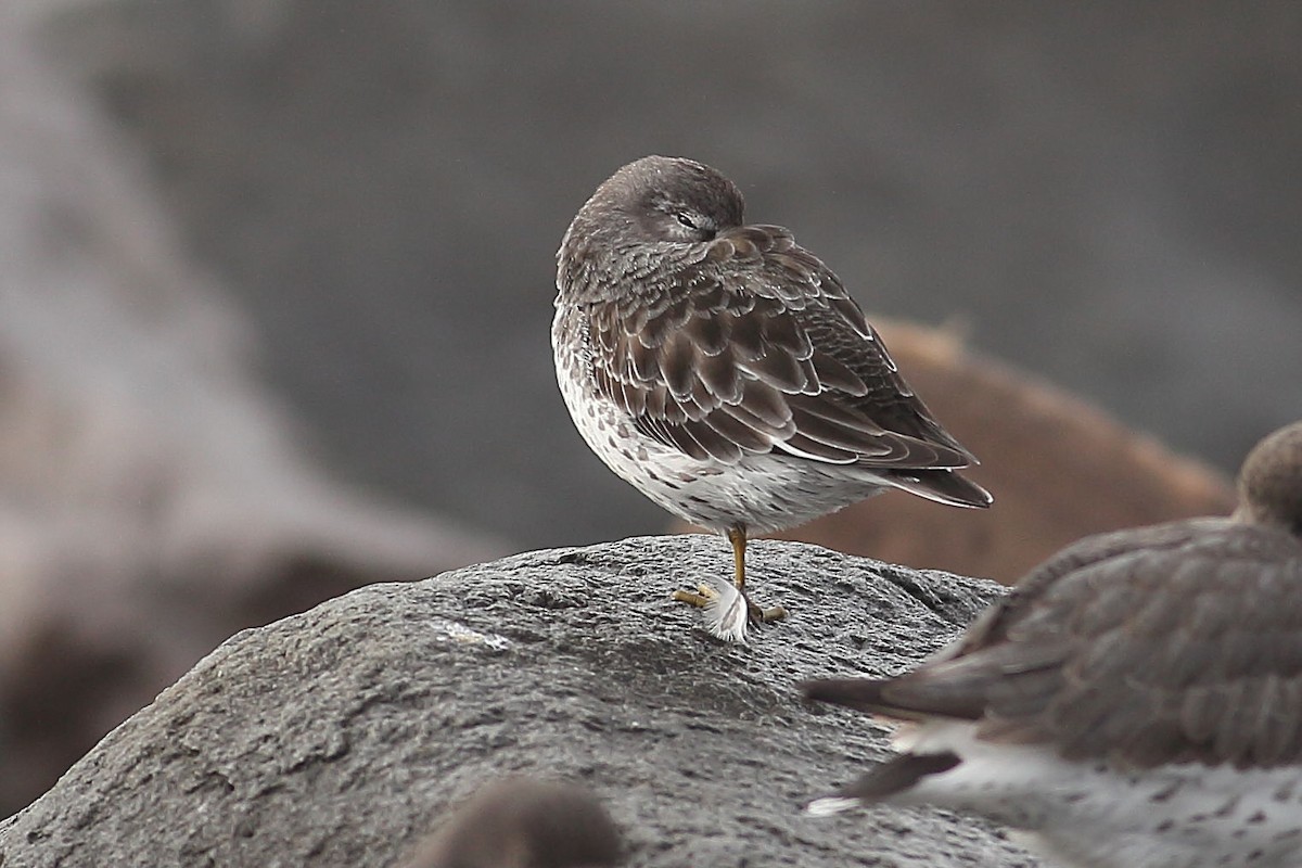 klippesnipe - ML645931511