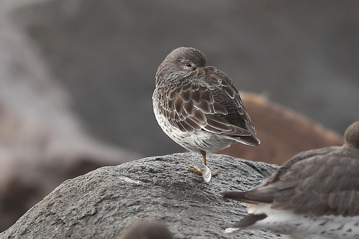 klippesnipe - ML645931512