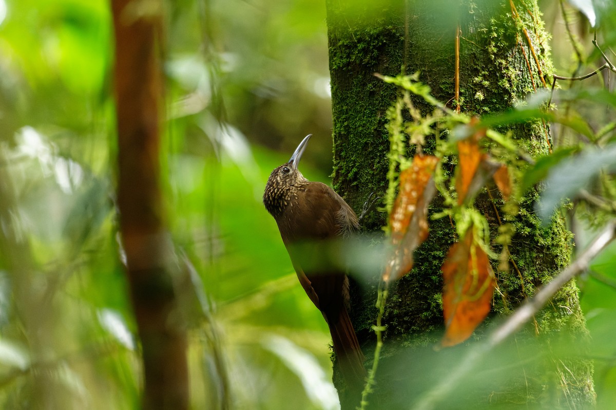 kakaotreløper - ML645931514