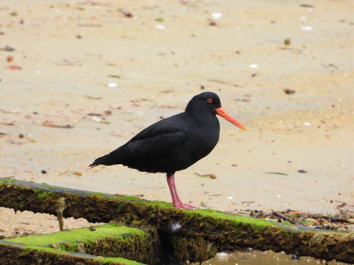 Variable Oystercatcher - ML645931515