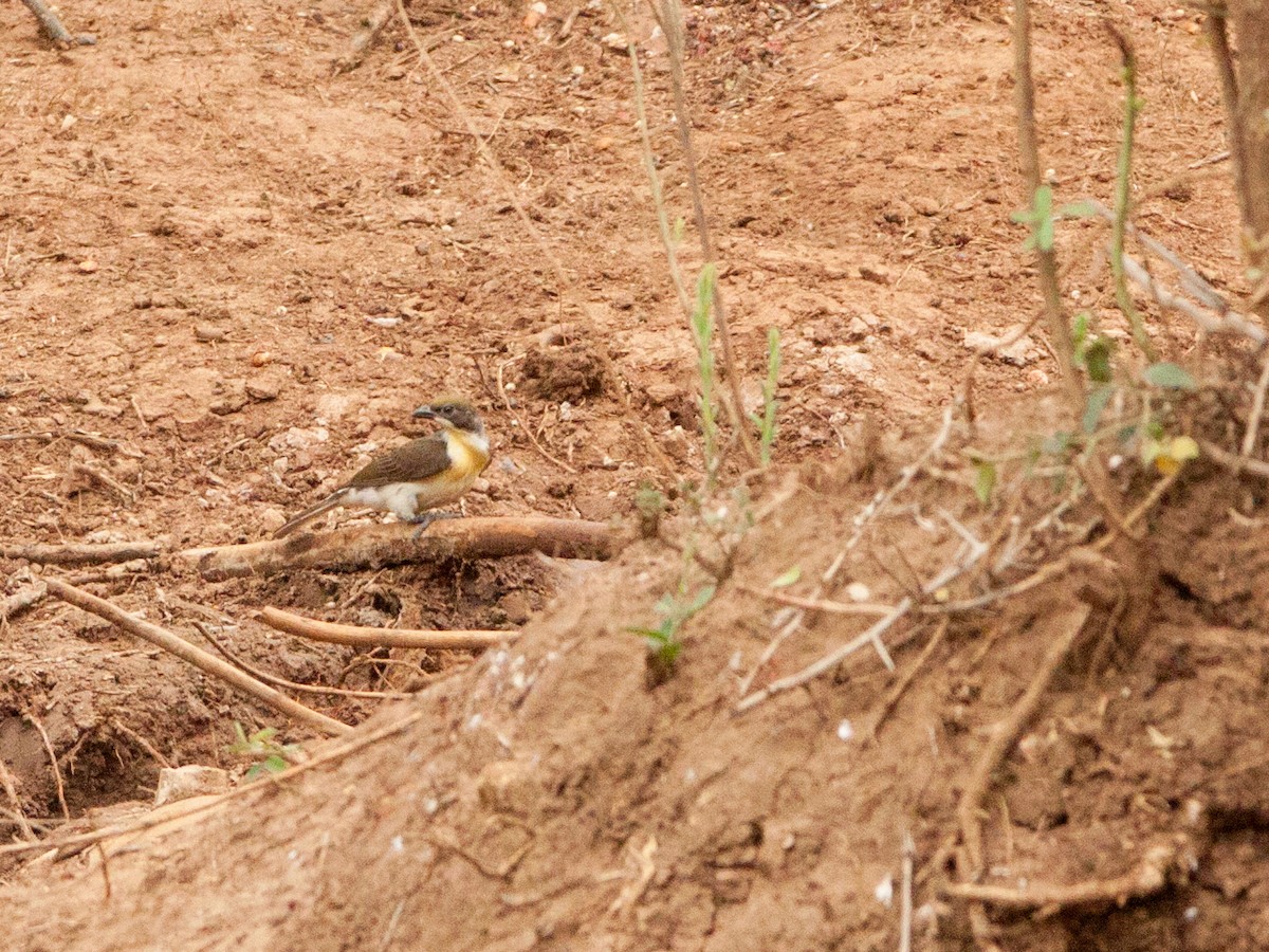 Greater Honeyguide - ML645931517