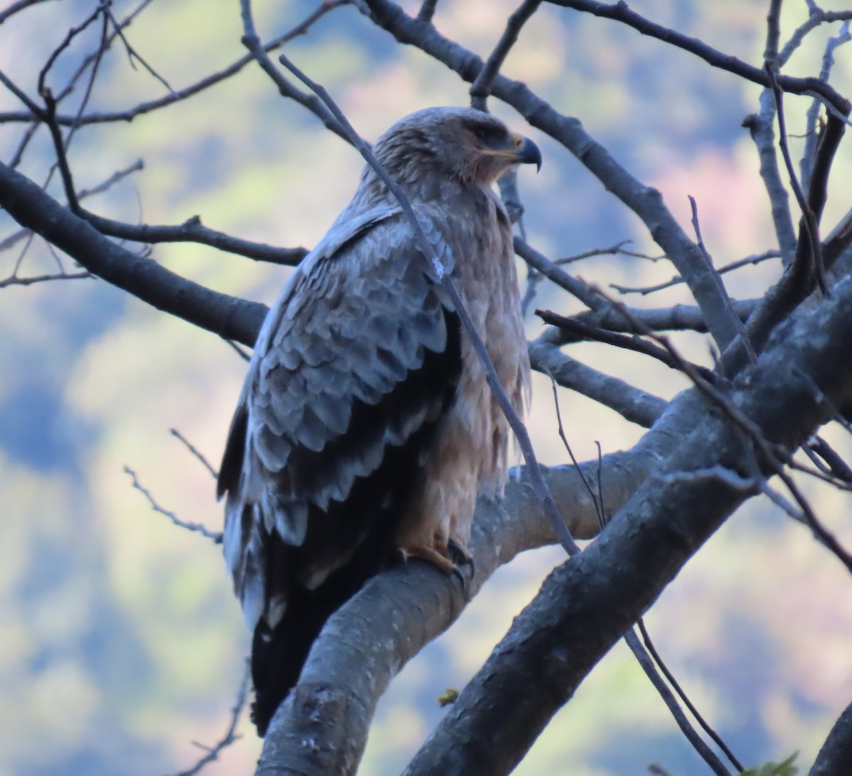 Steppe Eagle - ML645931518