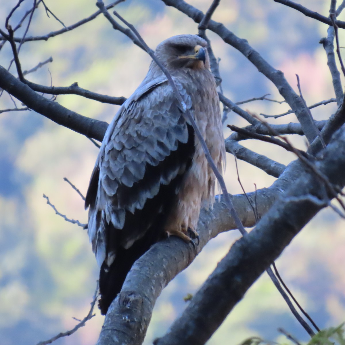 Steppe Eagle - ML645931519