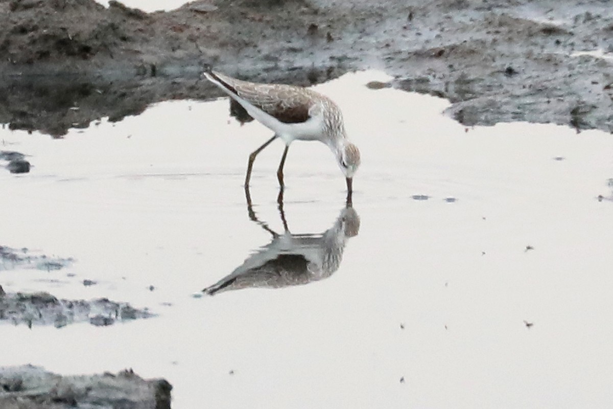Marsh Sandpiper - ML645931520