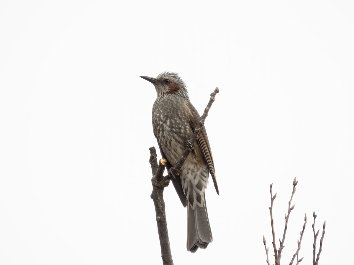 Brown-eared Bulbul - ML645931522