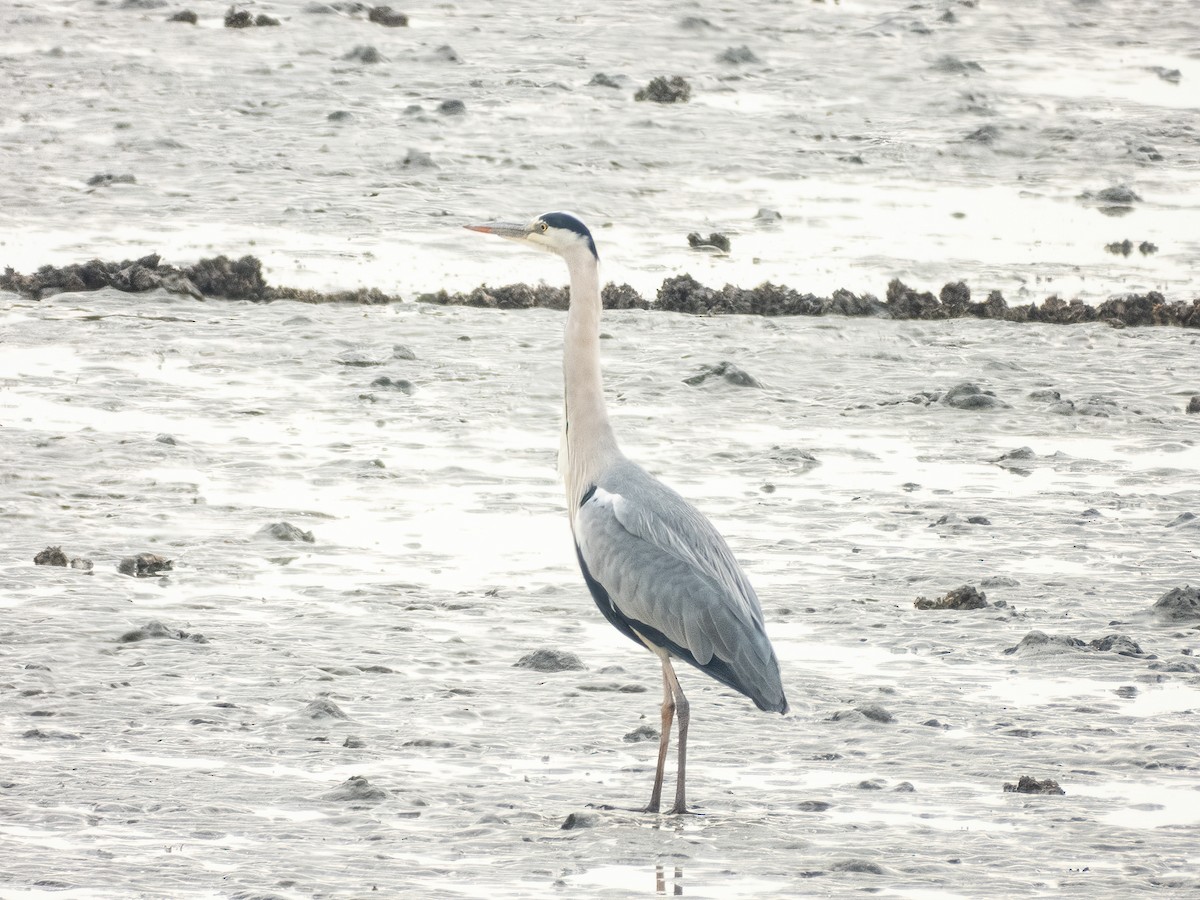 Gray Heron - ML645931524