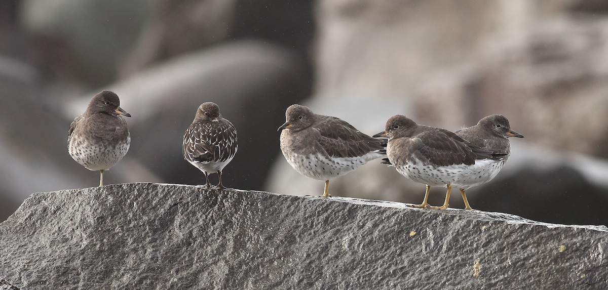 Surfbird - ML645931525
