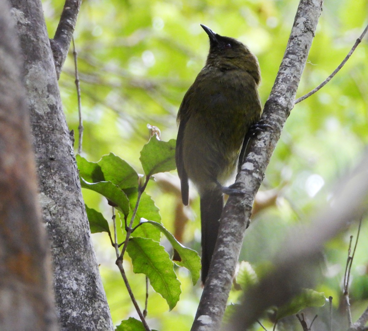 New Zealand Bellbird - ML645931527