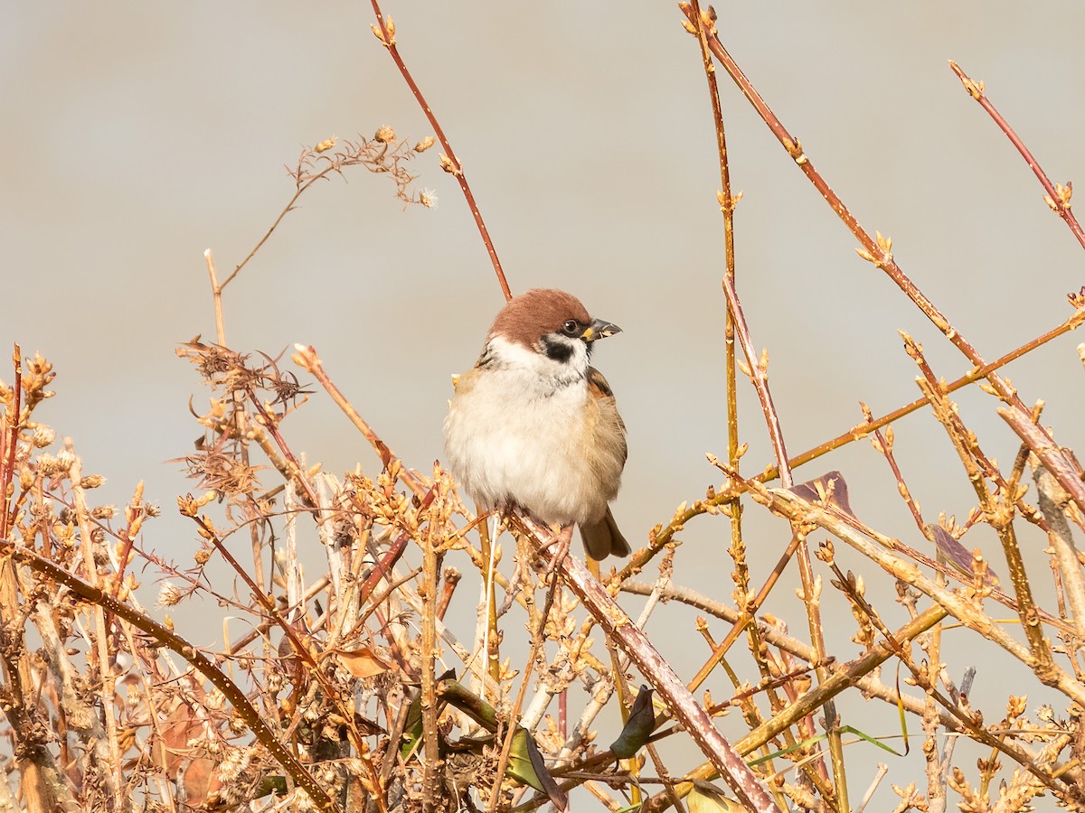 Eurasian Tree Sparrow - ML645931528