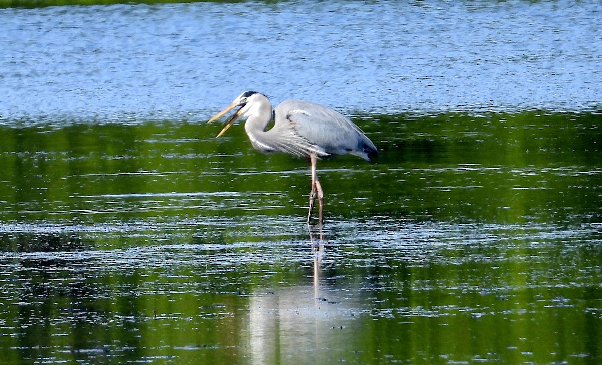 Great Blue Heron - ML645931534