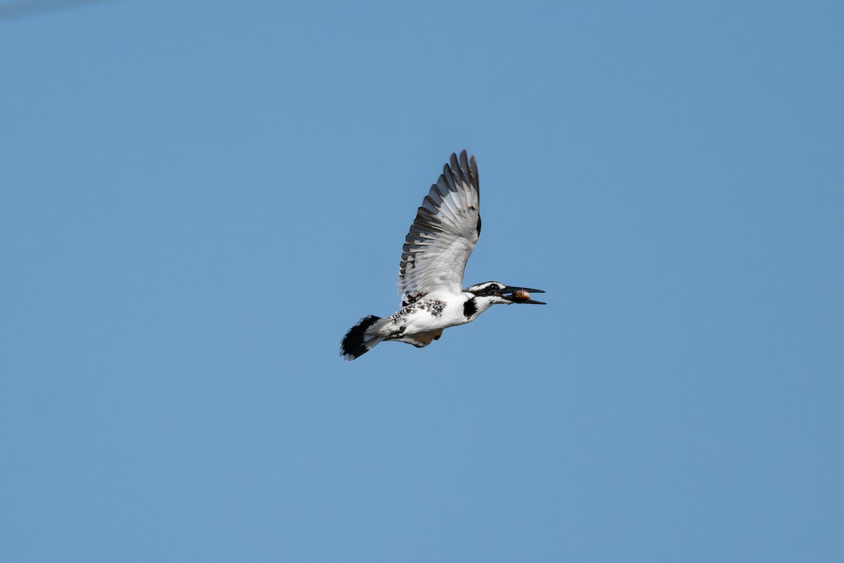 Pied Kingfisher - ML645931537