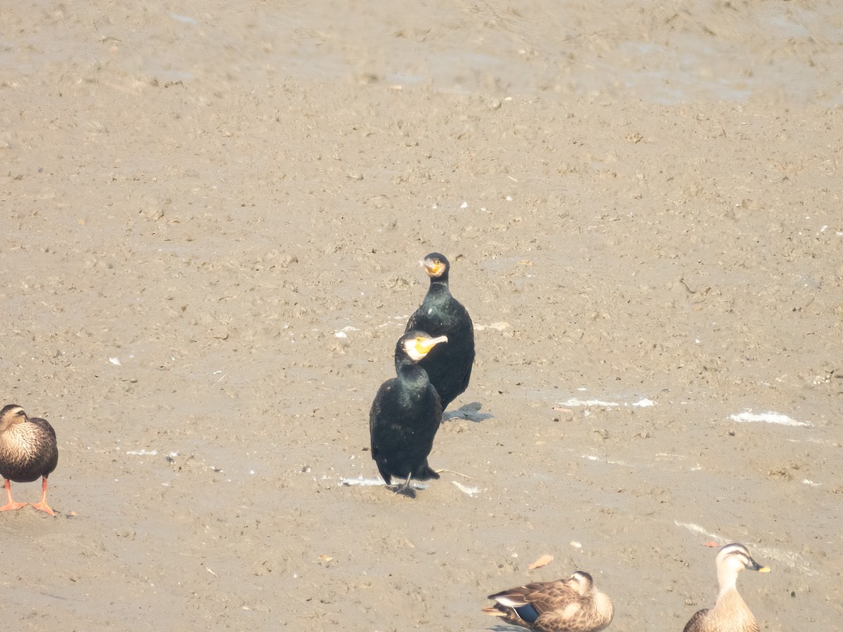 Great Cormorant (Eurasian) - ML645931538