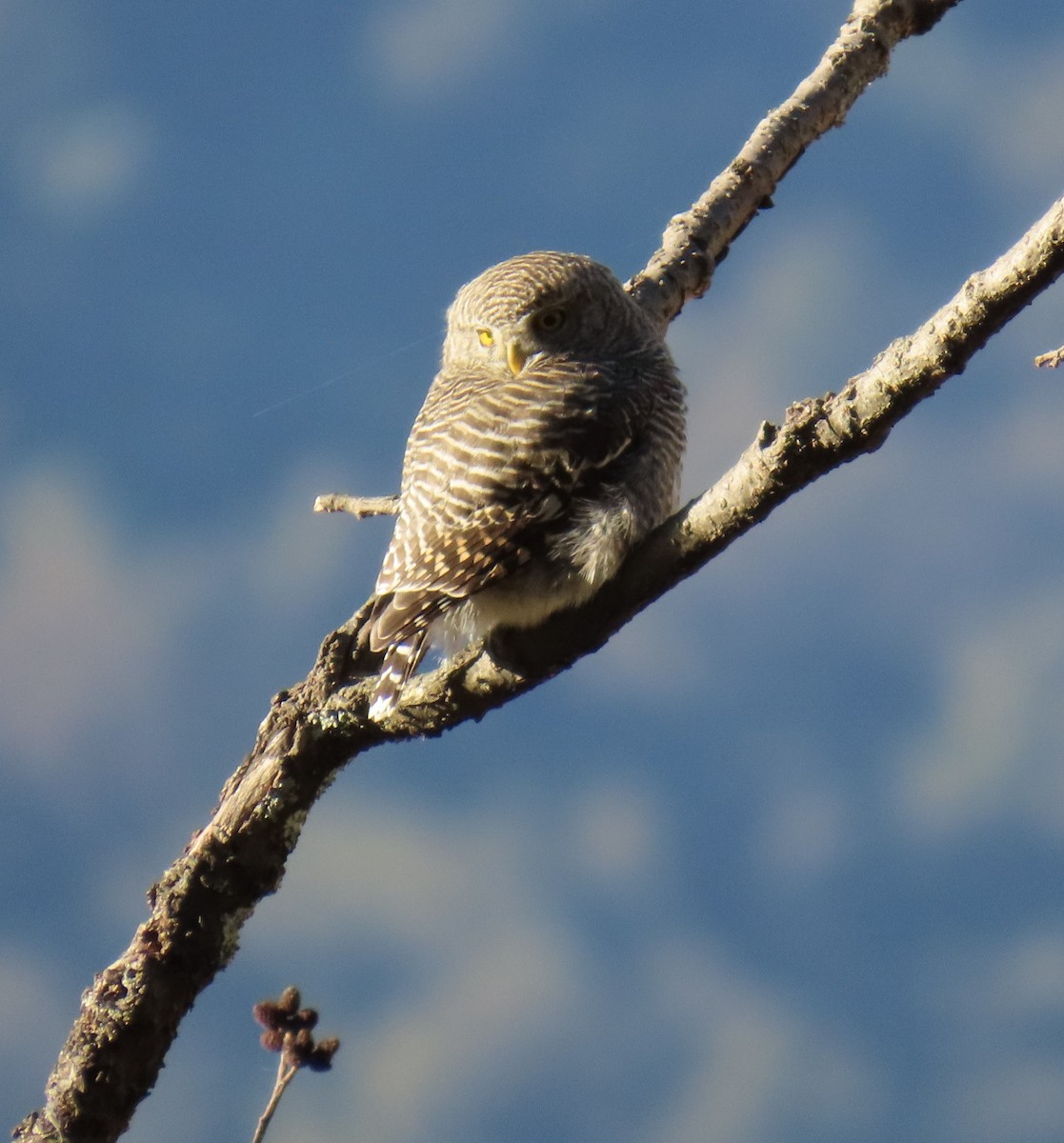 Asian Barred Owlet - ML645931539