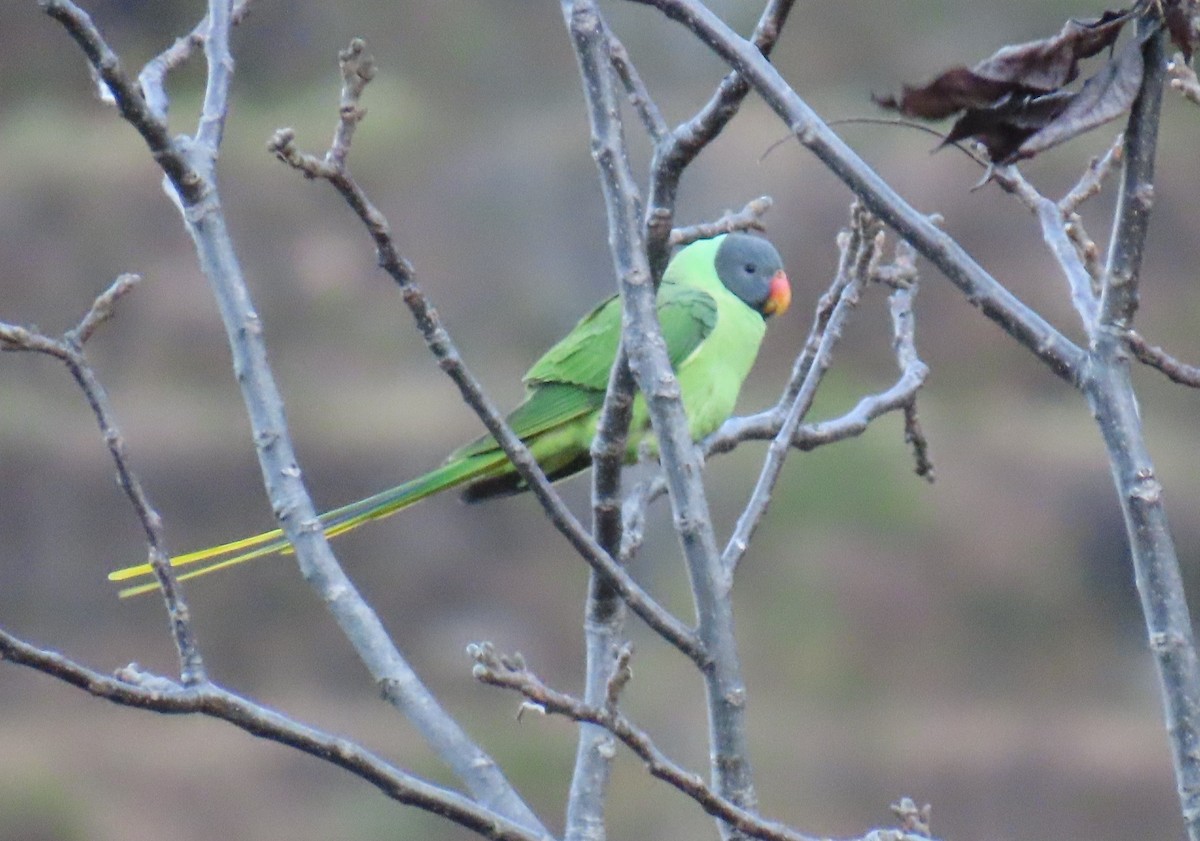 Slaty-headed Parakeet - ML645931542