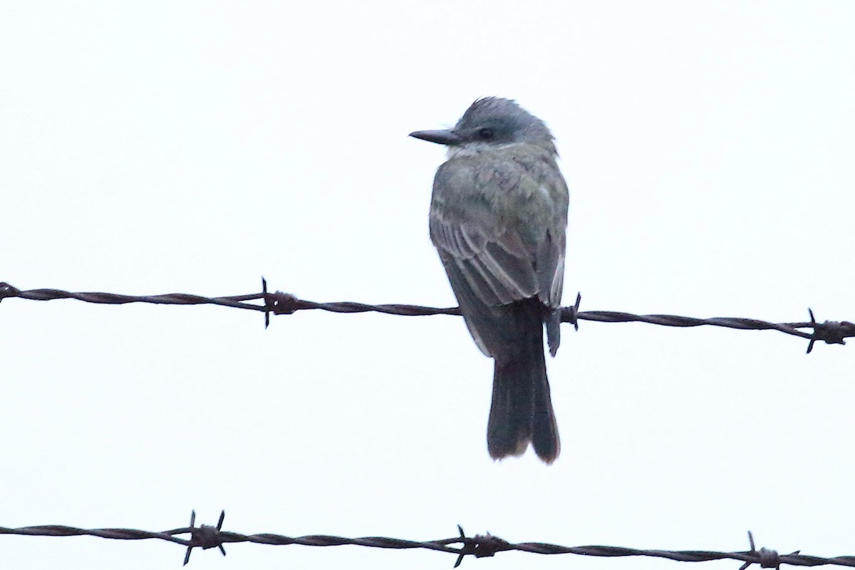 Tropical Kingbird - ML645931545