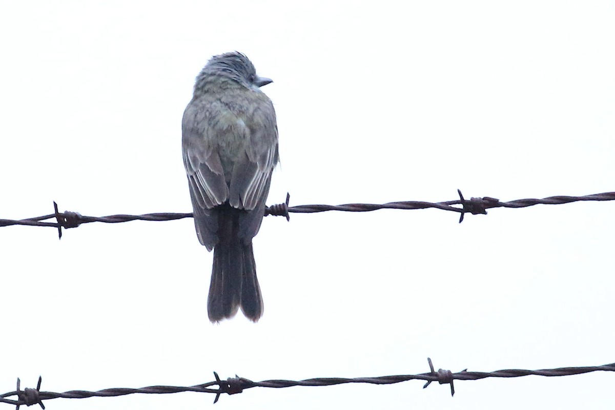 Tropical Kingbird - ML645931547