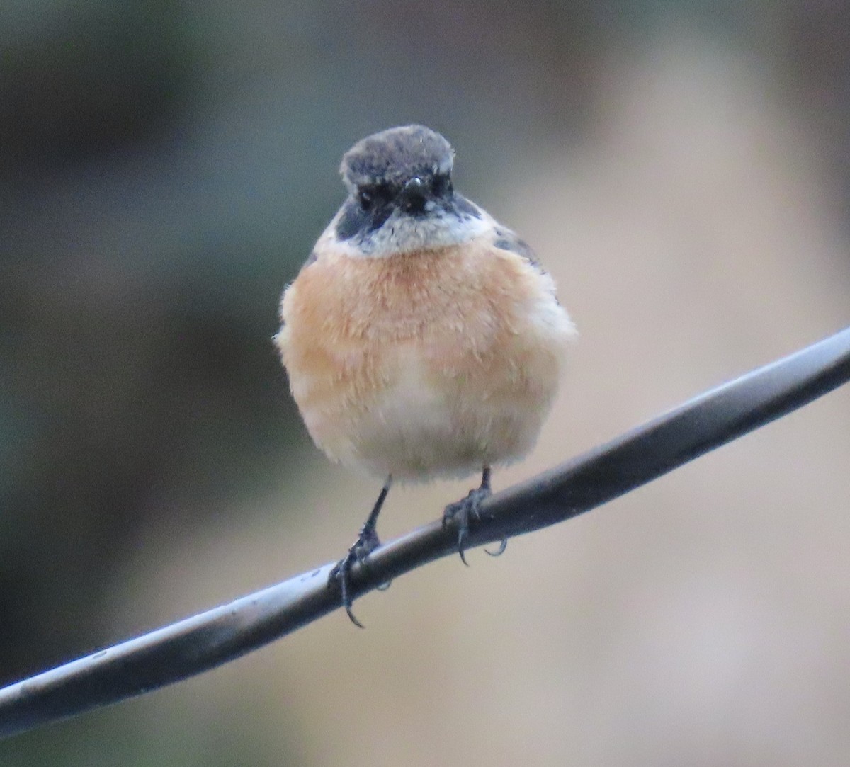 Siberian Stonechat - ML645931549