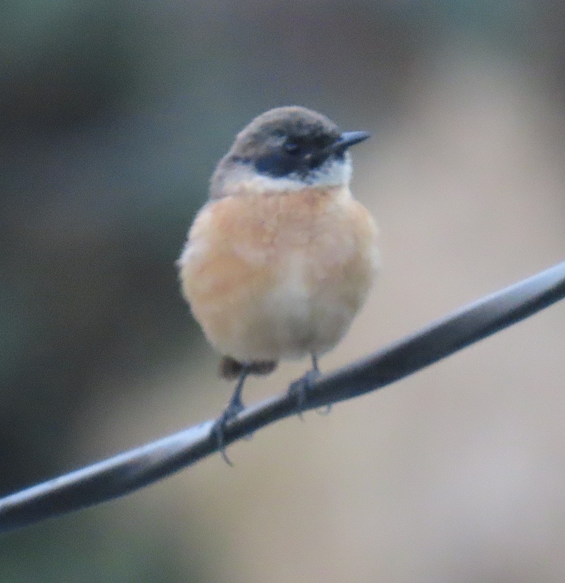 Siberian Stonechat - ML645931550