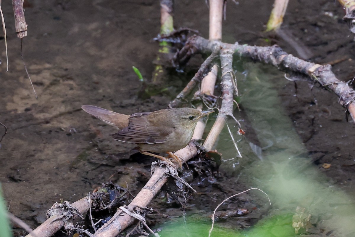 北蝗鶯 - ML645931553