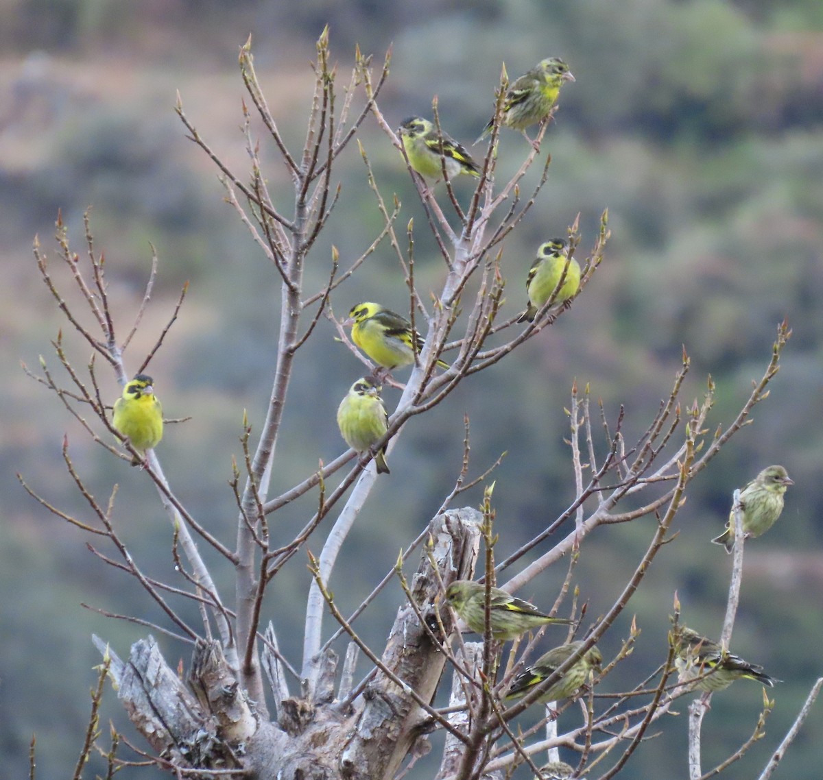 Yellow-breasted Greenfinch - ML645931554