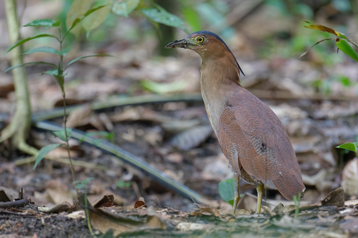 黑冠麻鷺 - ML645931556