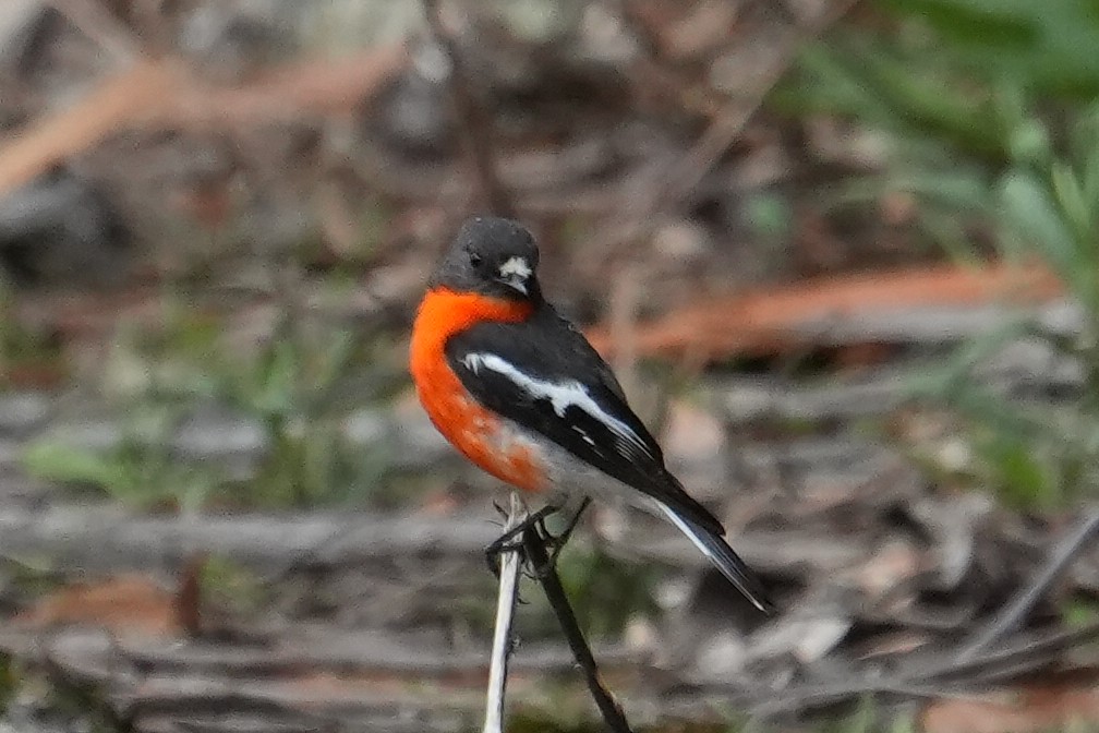Flame Robin - ML645931559