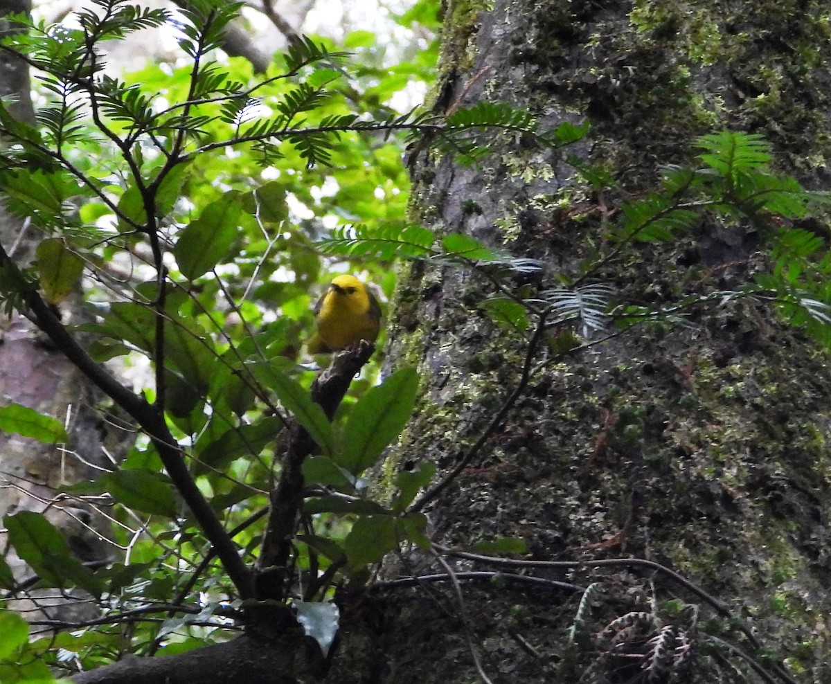 Yellowhead - ML645931564