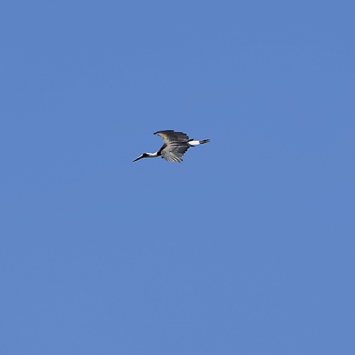 African Woolly-necked Stork - ML645931565