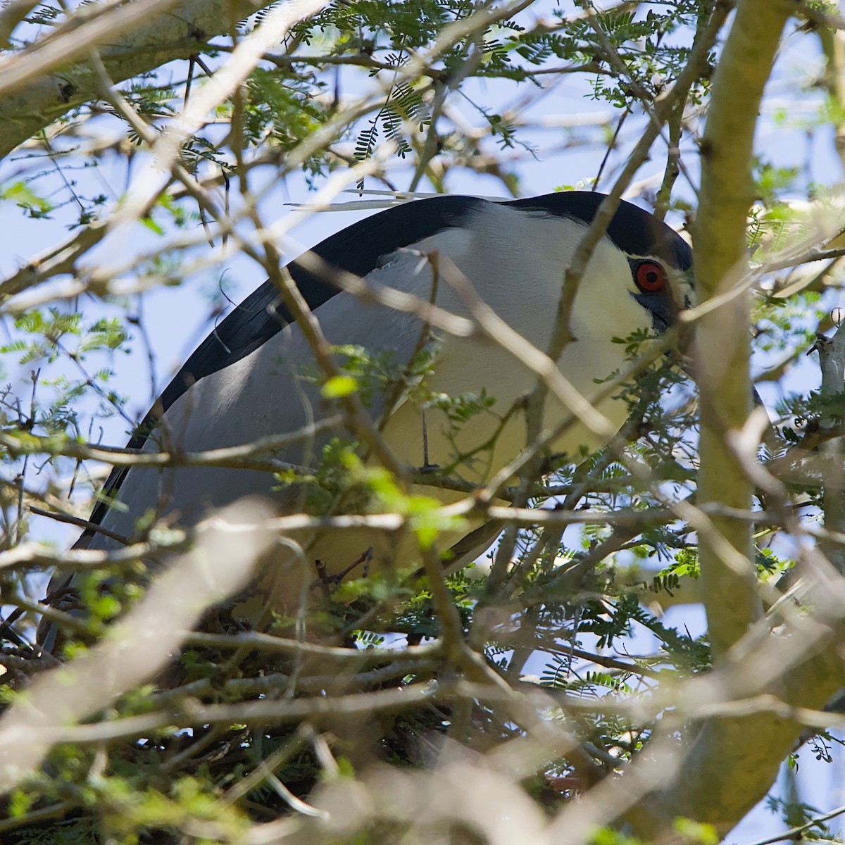 夜鷺 - ML645931574