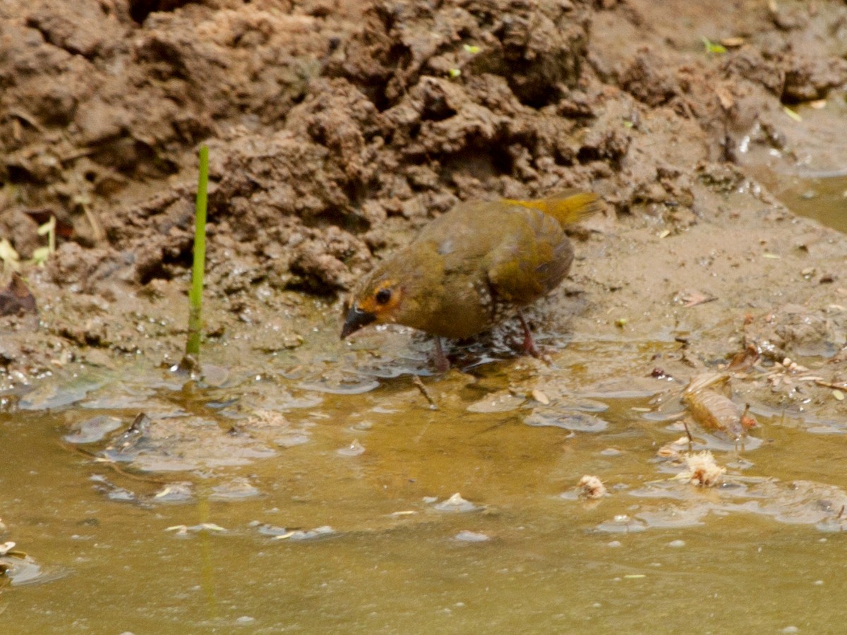 Green-backed Twinspot (Green-breasted) - ML645931577