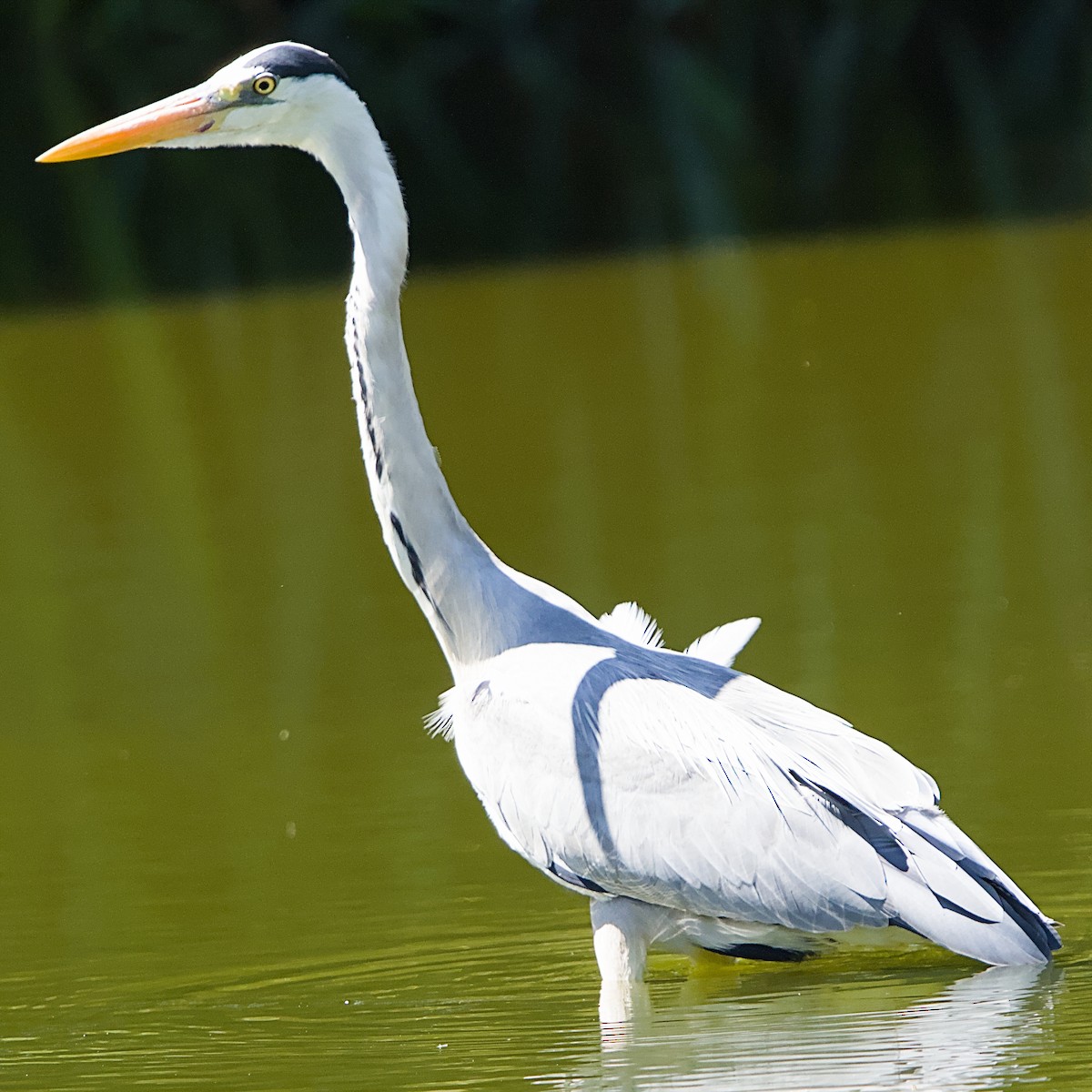 蒼鷺 - ML645931578