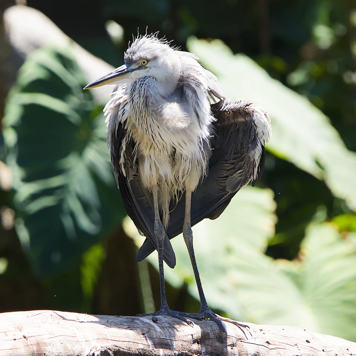 蒼鷺 - ML645931579