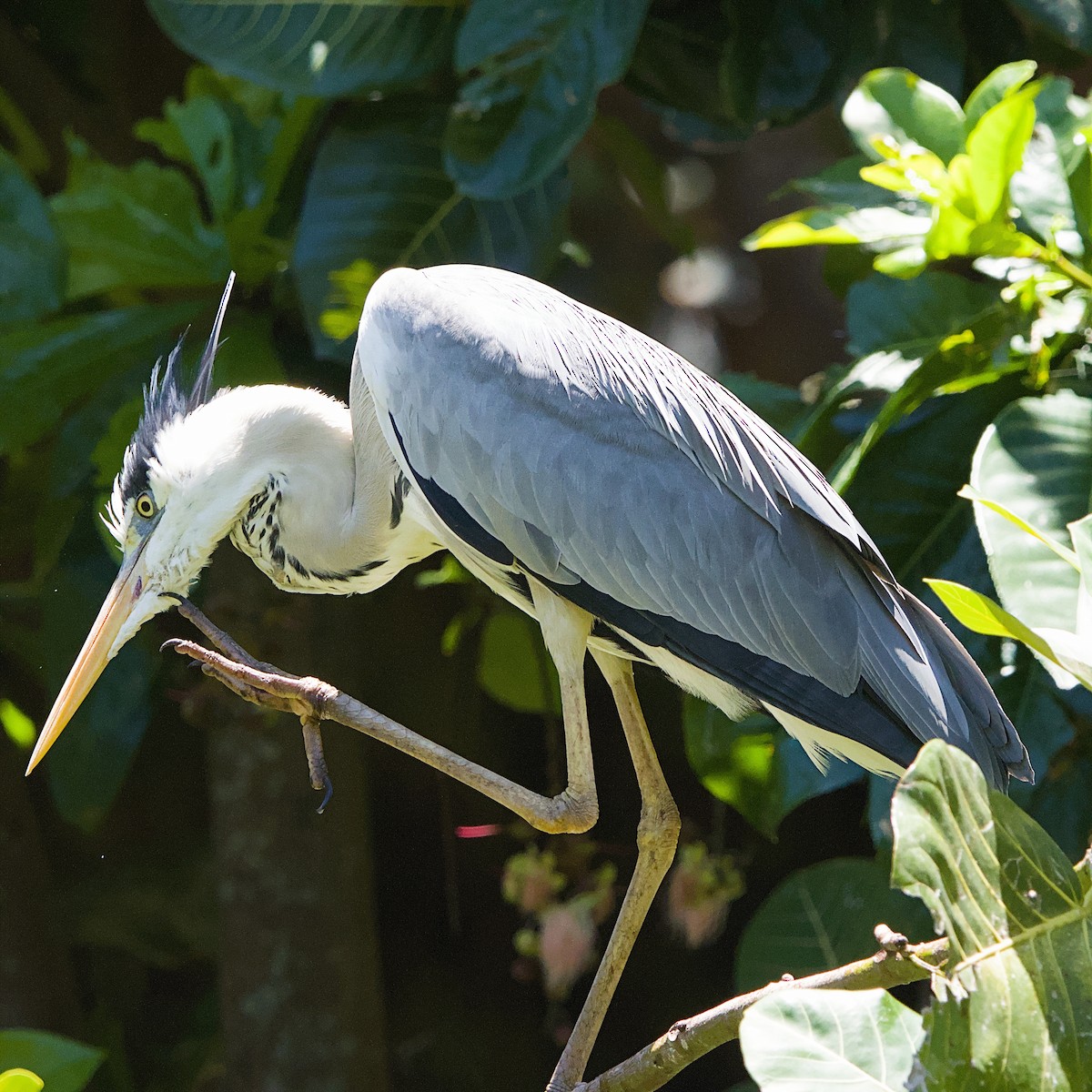 蒼鷺 - ML645931580