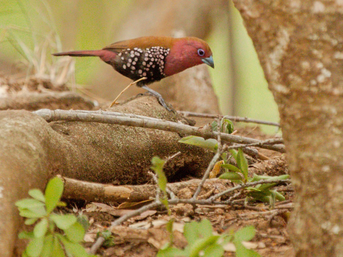 Pink-throated Twinspot - ML645931581