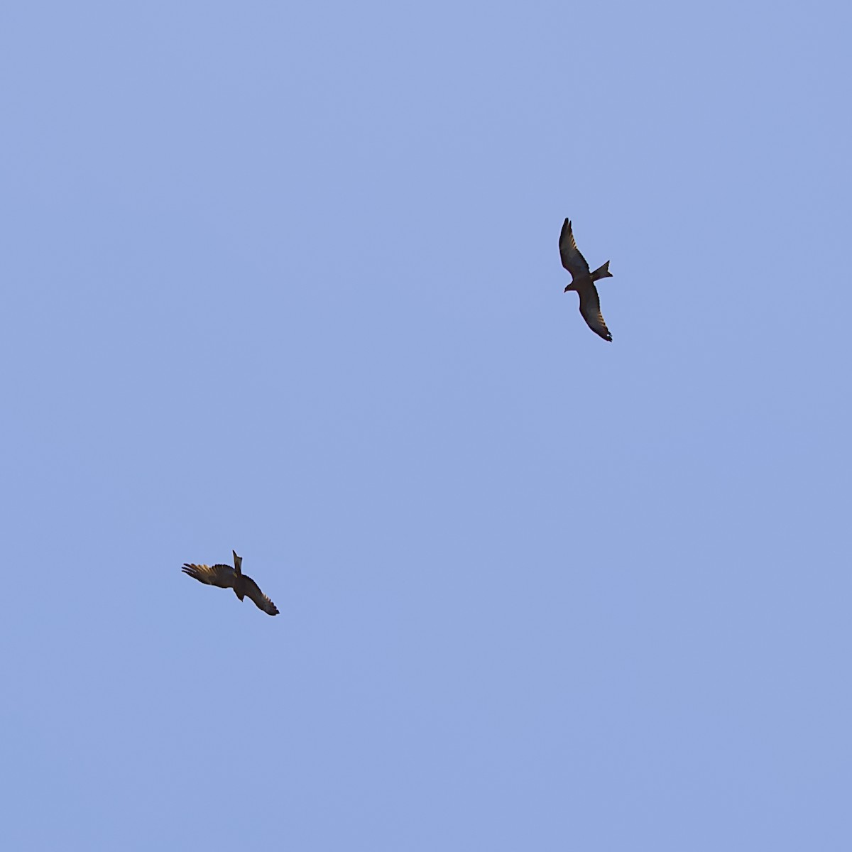 黑鳶 - ML645931582