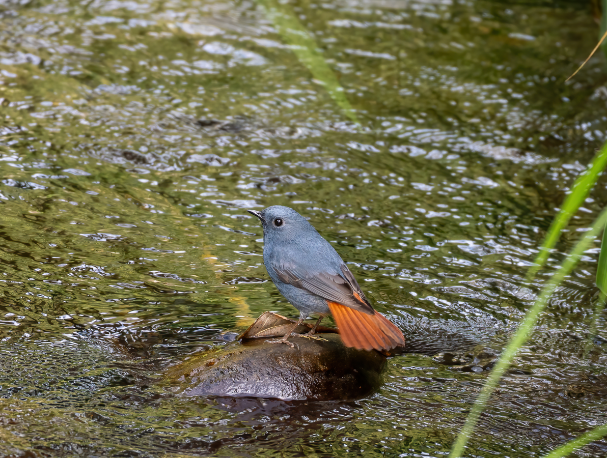 鉛色水鶇 - ML645931584