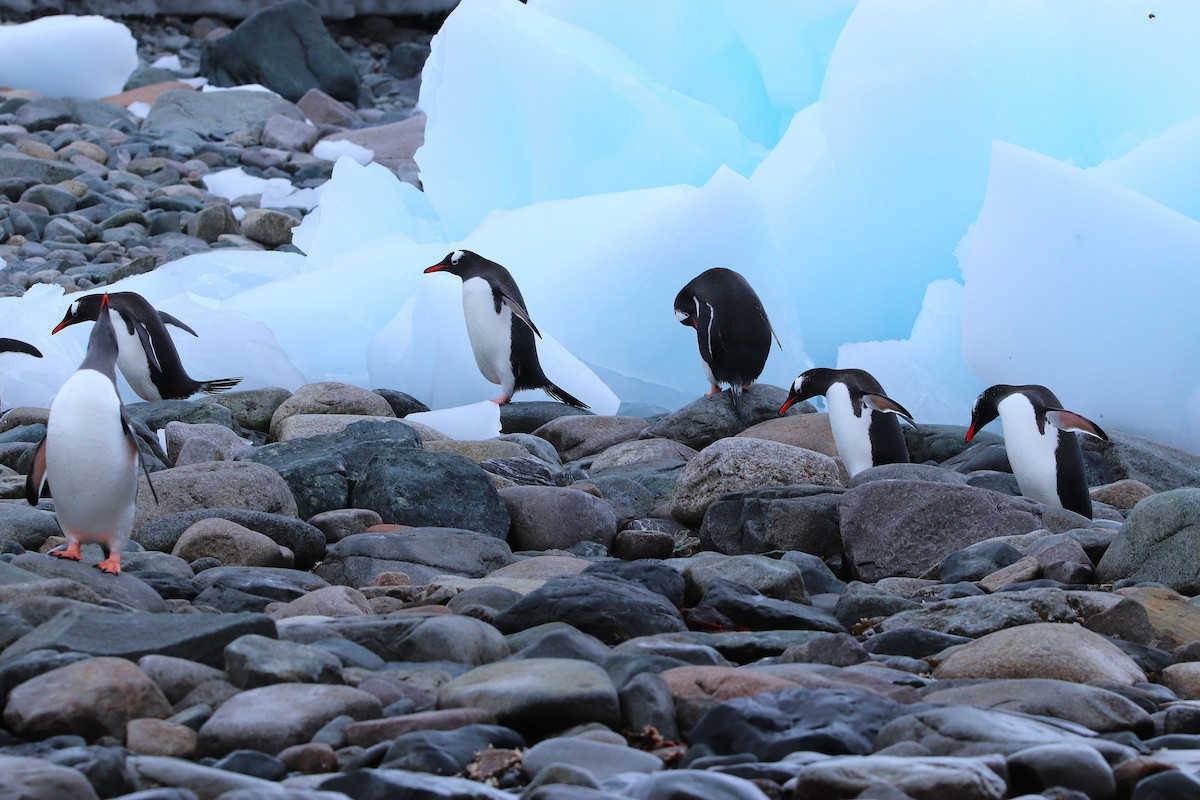 Gentoo Penguin - ML645931585